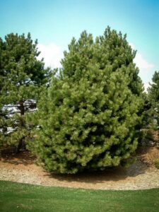 Сосна Чёрная (Pinus Nigra) купить по цене от 270.00р. в интернет-магазине «Посадика» с доставкой почтой в в Калаче и по всей России – [изображение №1].