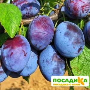 Слива Чачакская ранняя купить по цене от 229.00р. в интернет-магазине «Посадика» с доставкой почтой в в Калаче и по всей России – [изображение №1].