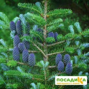 Пихта корейская (Abies koreana) купить по цене от 450.00р. в интернет-магазине «Посадика» с доставкой почтой в в Калаче и по всей России – [изображение №1].