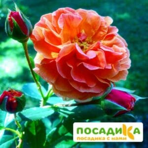 Роза Арабия купить по цене от 350.00р. в интернет-магазине «Посадика» с доставкой почтой в в Калаче и по всей России – [изображение №1].