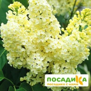 Сирень Примроуз (Primrose) купить по цене от 529.00р. в интернет-магазине «Посадика» с доставкой почтой в в Калаче и по всей России – [изображение №1].