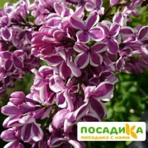 Сирень Сенсация купить по цене от 529.00р. в интернет-магазине «Посадика» с доставкой почтой в в Калаче и по всей России – [изображение №1].