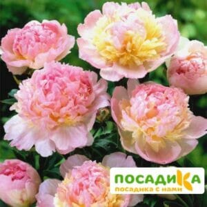 Пион Распберри Сандей (Paeonia Raspberry Sundae) купить по цене от 959р. в интернет-магазине «Посадика» с доставкой почтой в в Калаче и по всей России – [изображение №1].