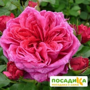 Шраб Роза Соул купить по цене от 390.00р. в интернет-магазине «Посадика» с доставкой почтой в в Калаче и по всей России – [изображение №1].