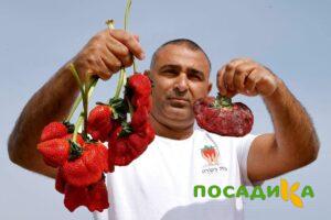 Клубника Гигант Джорнея купить по цене от 266р. в интернет-магазине «Посадика» с доставкой почтой в в Калаче и по всей России – [изображение №1].
