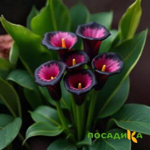Калла Аура Лейс купить по цене от 400р. в интернет-магазине «Посадика» с доставкой почтой в в Калаче и по всей России – [изображение №1].