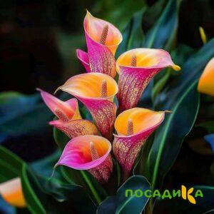 Калла Оникс купить по цене от 450р. в интернет-магазине «Посадика» с доставкой почтой в в Калаче и по всей России – [изображение №1].