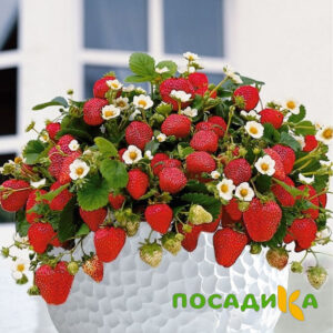 Клубника Рубиновый Шепот (горшечная) купить по цене от 240р. в интернет-магазине «Посадика» с доставкой почтой в в Калаче и по всей России – [изображение №1].