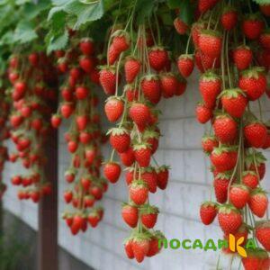 Клубника вьющаяся Комплимент купить по цене от 470р. в интернет-магазине «Посадика» с доставкой почтой в в Калаче и по всей России – [изображение №1].
