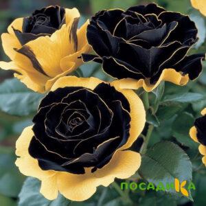Роза Ханни Сикл купить по цене от 700р. в интернет-магазине «Посадика» с доставкой почтой в в Калаче и по всей России – [изображение №1].