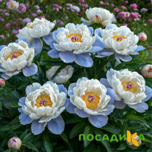 Пион акварельный Этюд купить по цене от 806р. в интернет-магазине «Посадика» с доставкой почтой в в Калаче и по всей России – [изображение №1].