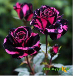 Роза Багровый Шепот купить по цене от 366р. в интернет-магазине «Посадика» с доставкой почтой в в Калаче и по всей России – [изображение №1].