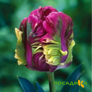 Тюльпан Экзотик Хэвен купить по цене от 186р. в интернет-магазине «Посадика» с доставкой почтой в в Калаче и по всей России – [изображение №1].
