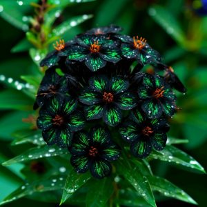 Флокс Ривьера купить по цене от 299р. в интернет-магазине «Посадика» с доставкой почтой в в Калаче и по всей России – [изображение №1].