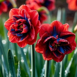 Нарцисс Эрличе купить по цене от 386р. в интернет-магазине «Посадика» с доставкой почтой в в Калаче и по всей России – [изображение №1].